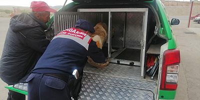 Aracın çarptığı köpeği jandarma veterinere götürdü
