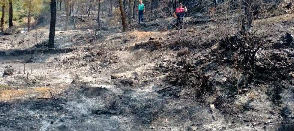 Tokat'ta çıkan orman yangını 1 saatte kontrol altına alındı